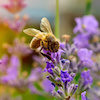Bienenfreundliche Bepflanzung